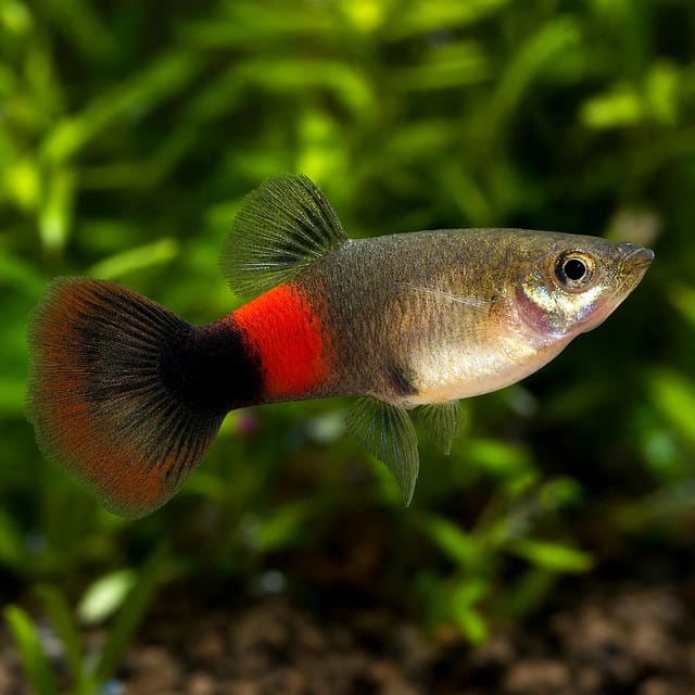 Poecilia reticulata female tuxedo red natural aquarium image