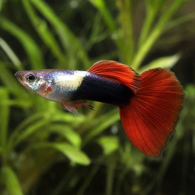 Poecilia reticulata male red tuxedo natural aquarium image