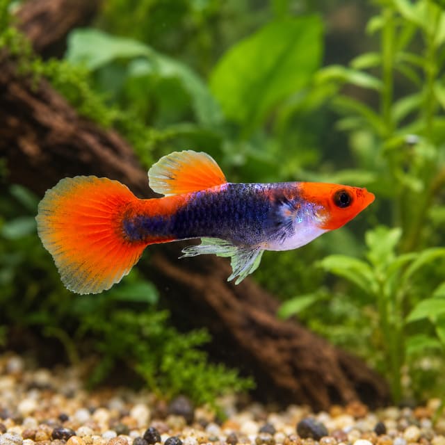 Red Tuxedo Koi Red Nose guppy male (Poecilia reticulata) with a red-orange head and blue-black body among plants