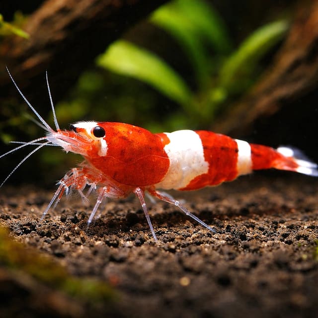 Red Wine Shrimp (Caridina cantonensis)