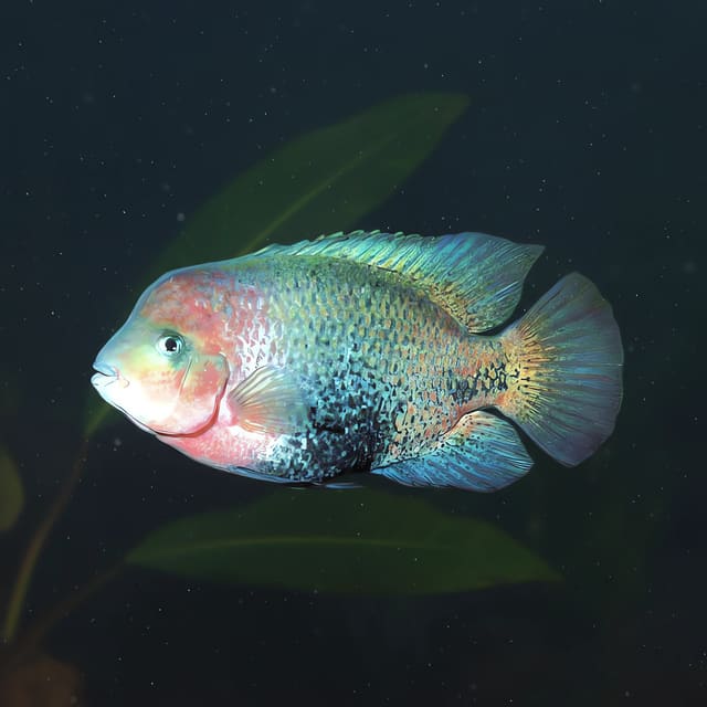 Redhead Quetzal Cichlid Vieja melanurus source image