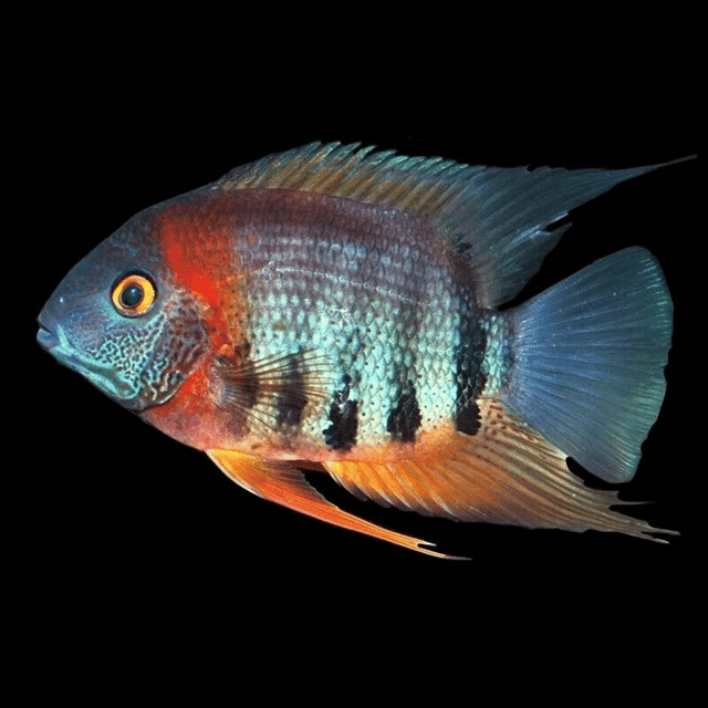 Redneck Severum with red-orange head and barred body by driftwood, showing a teal-grey flank and orange lower fins.