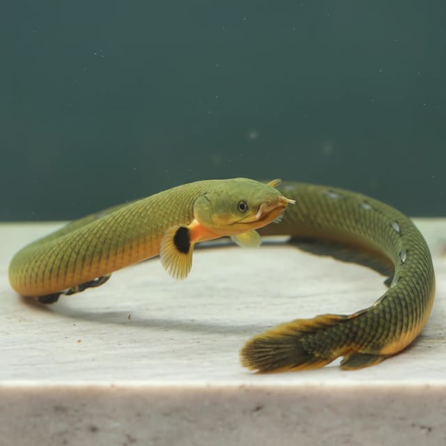 Reedfish / Ropefish (Erpetoichthys calabaricus) in a planted aquarium — representative image
