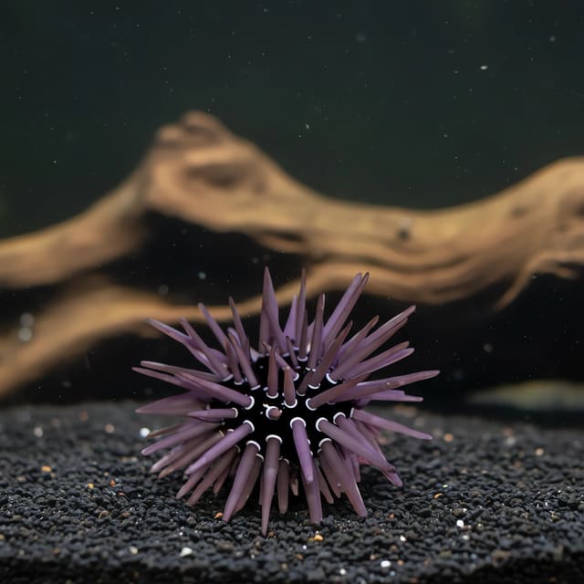 Medium reef urchin Echinometra viridis marine invertebrate on rock in a saltwater aquarium