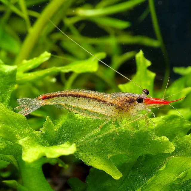 Red Nose Rhino Shrimp Caridina gracilirostris in a planted aquarium