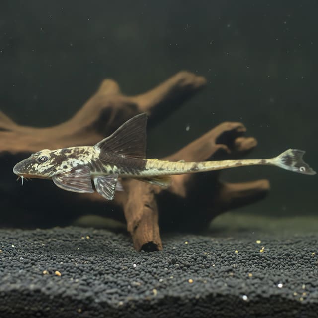 Rineloricaria similimis 6 - — Fresh Water Fish
