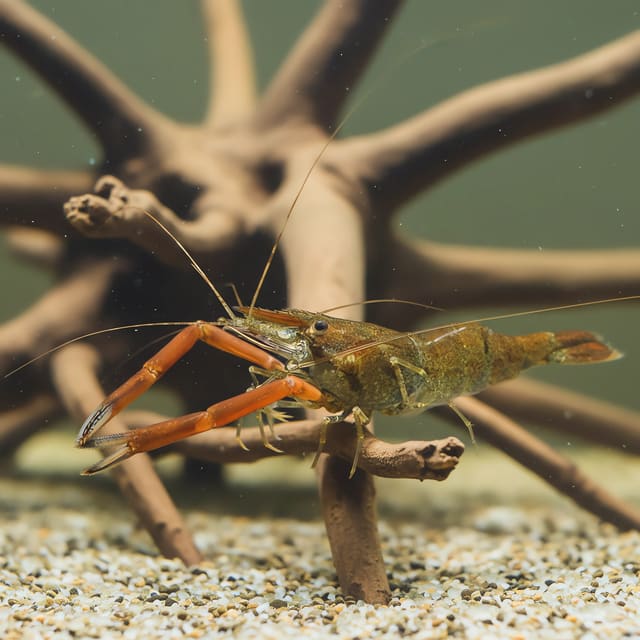 Adult Ring-Necked Shrimp reference showing red claws; supplied juvenile appearance varies