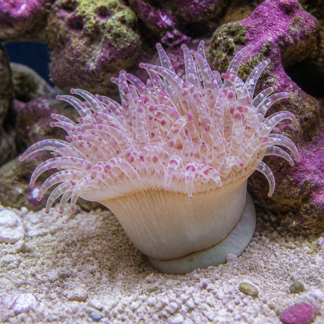 Medium Rock Flower Anemone Epicystis crucifer with colourful tentacles on reef rock
