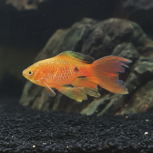Rosy Barb Long Fin (Barbus Puntius conchonius long fin) in a planted aquarium — representative image