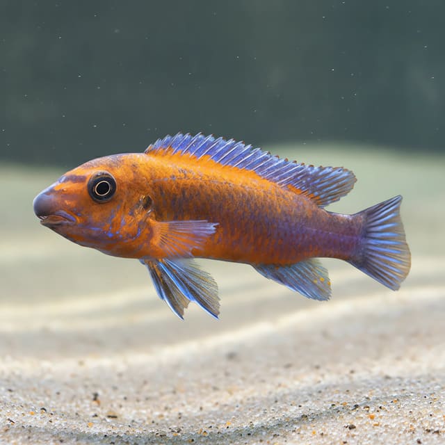 Rosy Trewavas' Mbuna (Labeotropheus trewavasae) in a planted aquarium — representative image