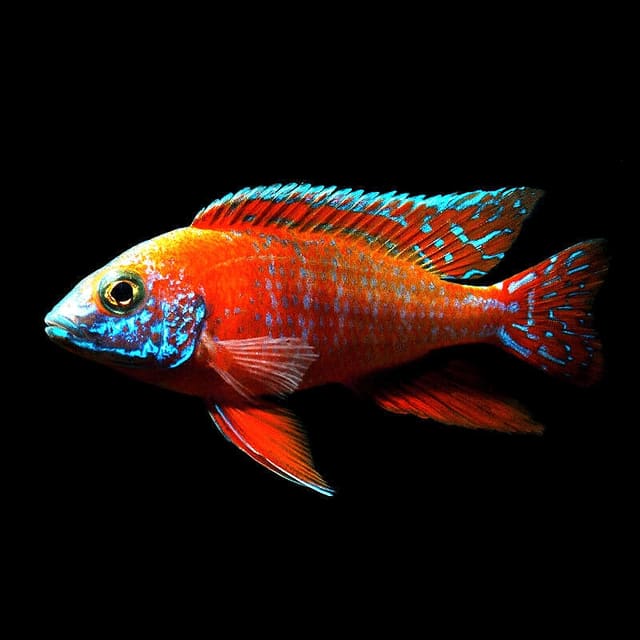 Rubin Red Peacock Cichlid (Aulonocara sp. Rubin Red) exact Petra source photo