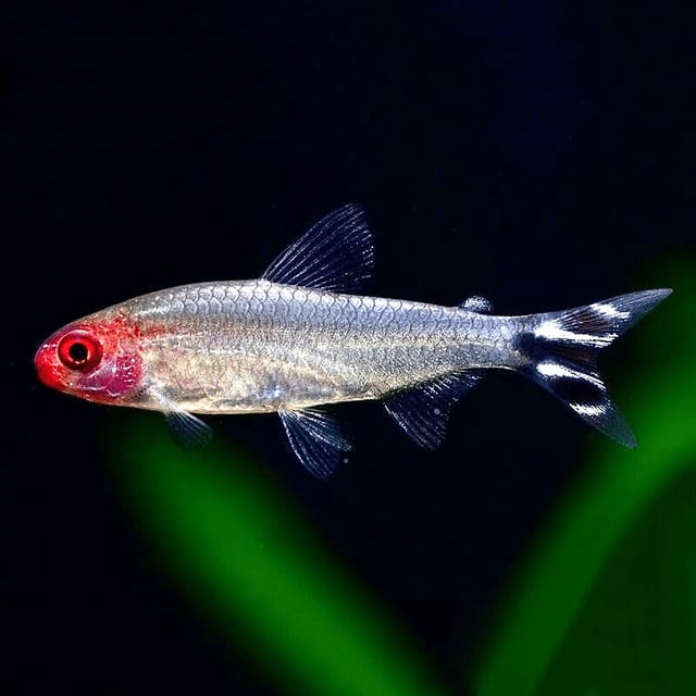 Rummy-Nose Tetra (Hemigrammus rhodostomus)