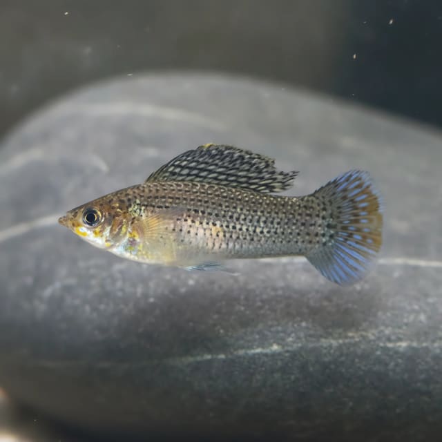 Poecilia Latipinna - Aquarium supplies from Tropical Fish Co