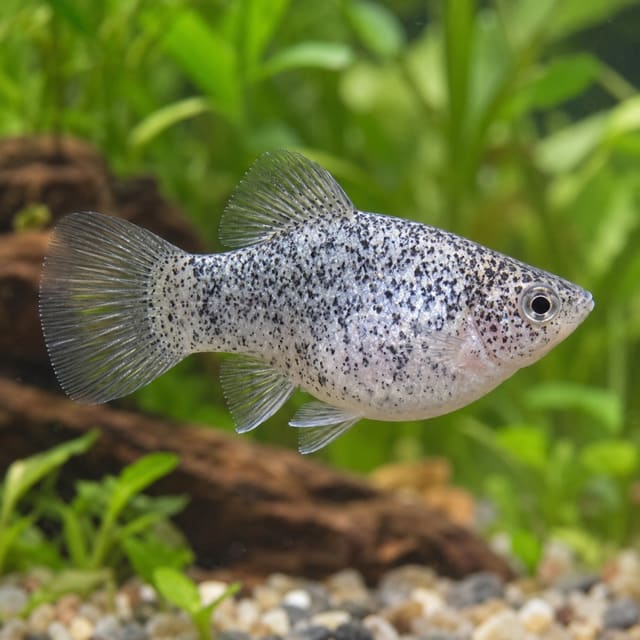 Salt and Pepper Platy (Xiphophorus maculatus)