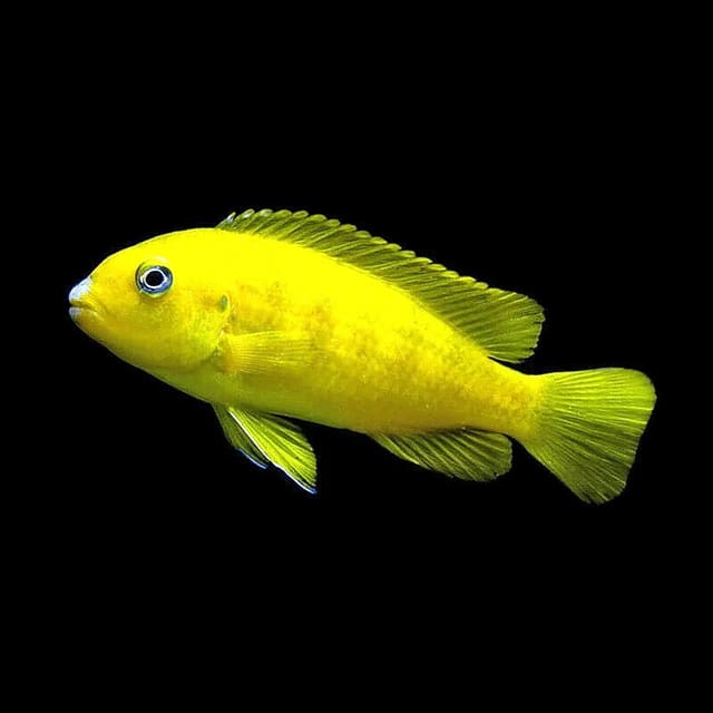 Saulosi Mbuna yellow female or juvenile source photograph