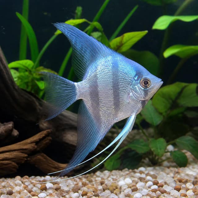 Scalar common blue (Pterophyllum scalare common blue) in a planted aquarium