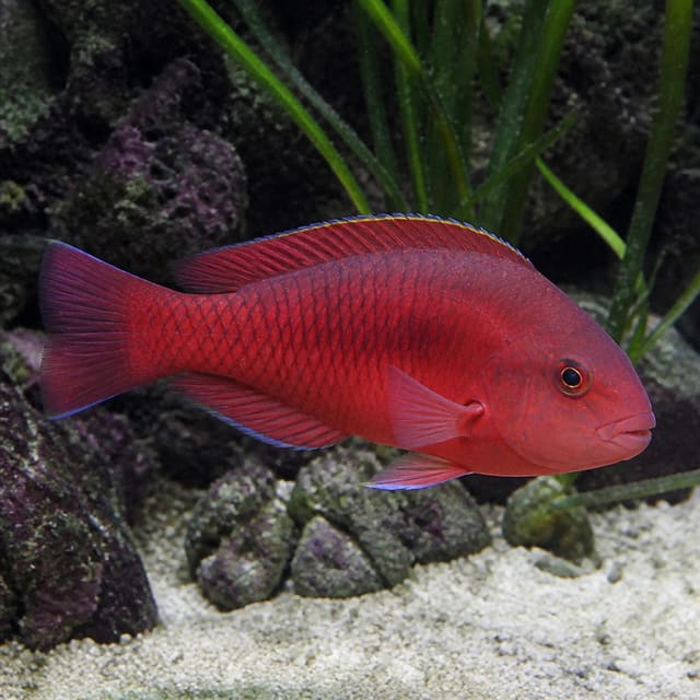 Red Sea Parrotfish Scarus niger M size marine fish with vivid colouration