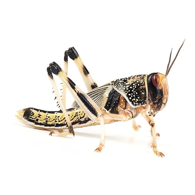 Schistocerca gregaria desert locust live feeder insect