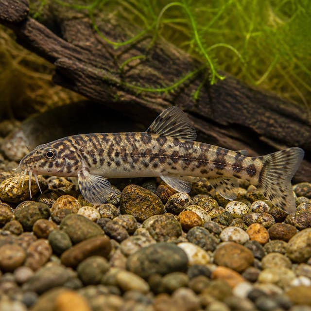 Representative Mahnert's Loach (Schistura mahnerti) in a rocky, river-style aquarium