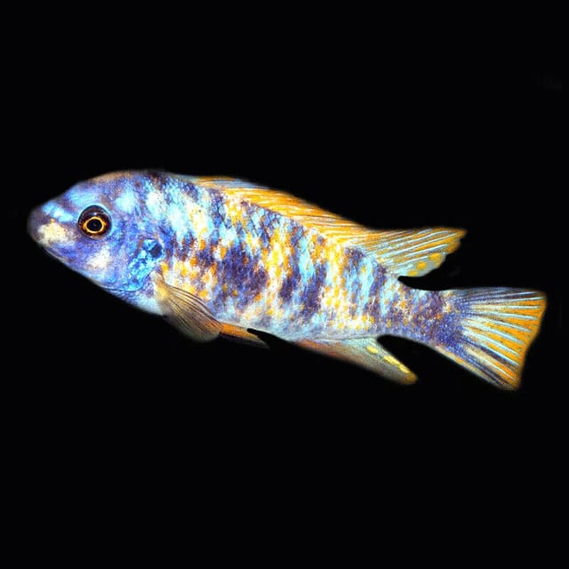 Scrapermouth Mbuna 'Marmalade' (Labeotropheus trewavasae) exact Petra source photo