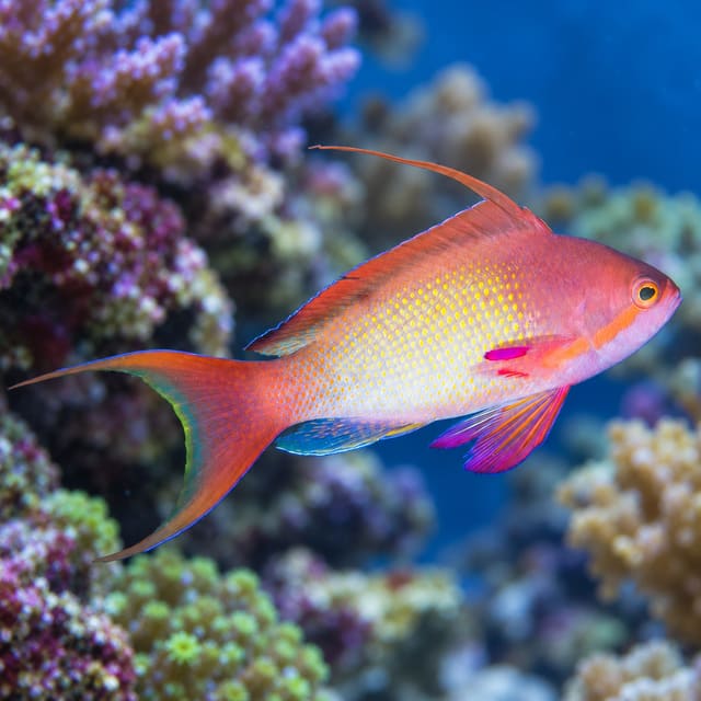 Male sea goldie (Pseudanthias squamipinnis), orange-pink with a long dorsal spine, magenta fin patches and a lyre tail, over