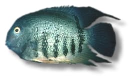 Severum (Heros severum) in side view, dark green with black bars and dark fins