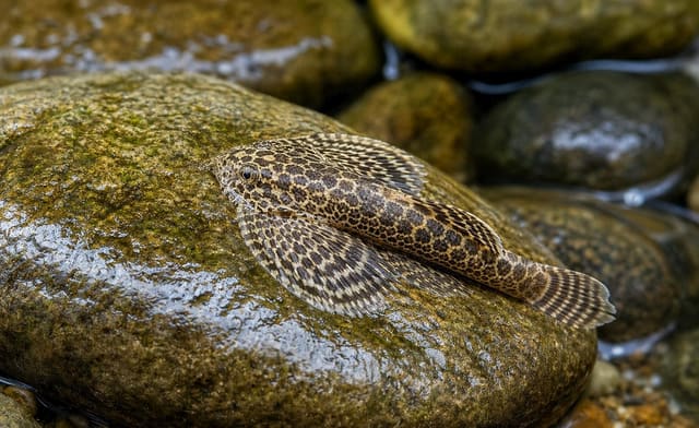 Sewelia breviventralis resting with broad fins spread on an algae-coated rock, with brown-and-cream pattern and wet stones