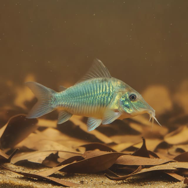 Emerald Catfish (Brochis splendens)