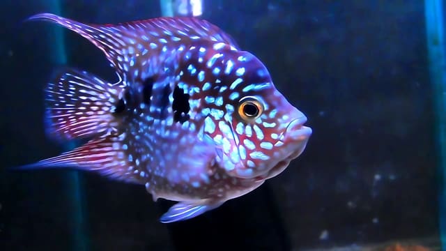 Representative Short Body Texas trade-morph cichlid with dense pearling and compact body