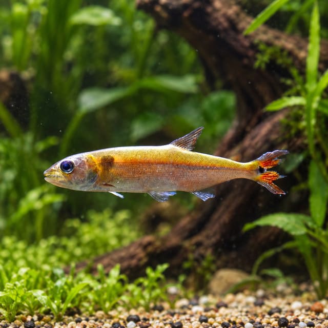 Silver Cachorro (Acestrorhynchus falcatus), a slender silvery-gold predatory characin with a dark spot behind the gill and