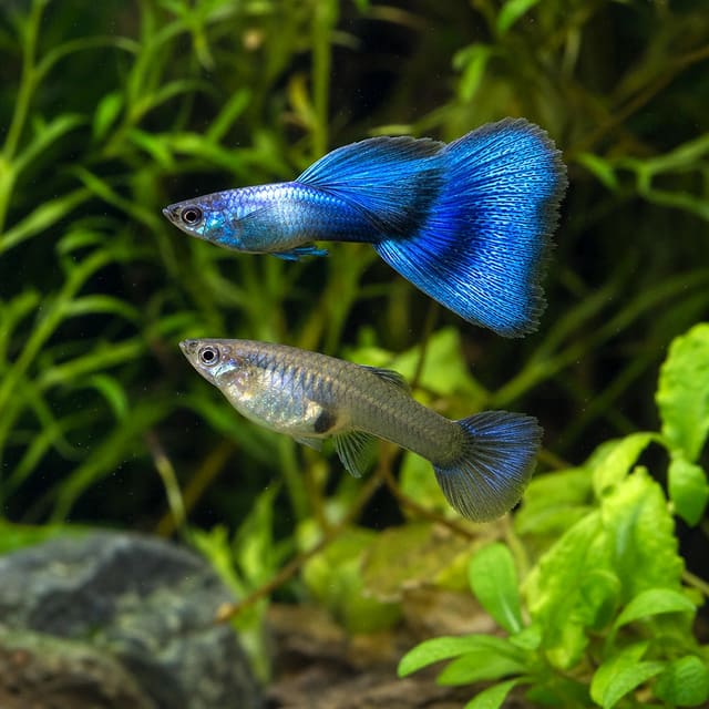 Poecilia ret. (sold in pairs) singa blue delta natural aquarium image