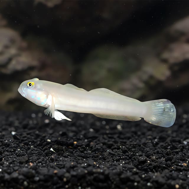 Sixspot goby (Valenciennea sexguttata) in a planted aquarium — representative image