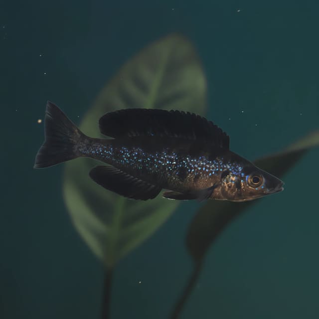 Black Smallscale Cyprichromis (Cyprichromis microlepidotus Black)