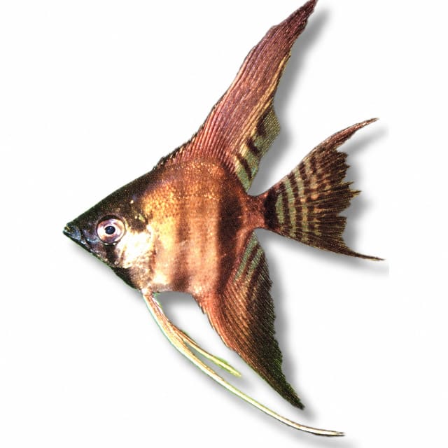 Smoke Angelfish (Pterophyllum scalare)