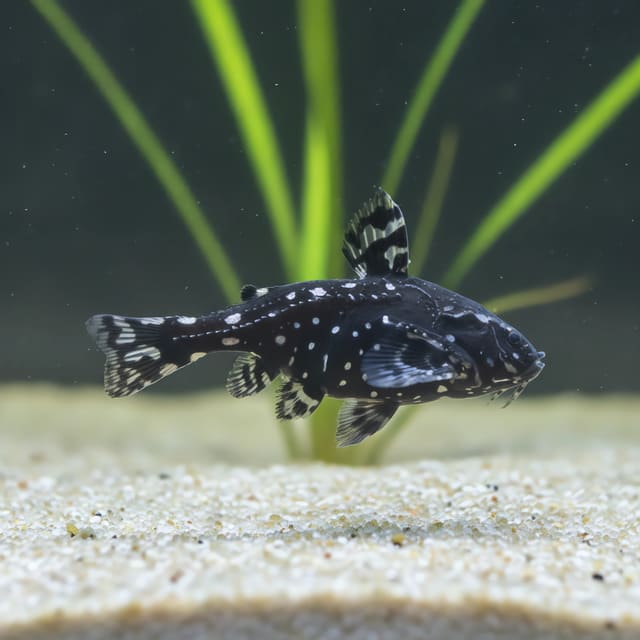 Spotted Raphael Talking Catfish (Agamyxis pectinifrons) source photo