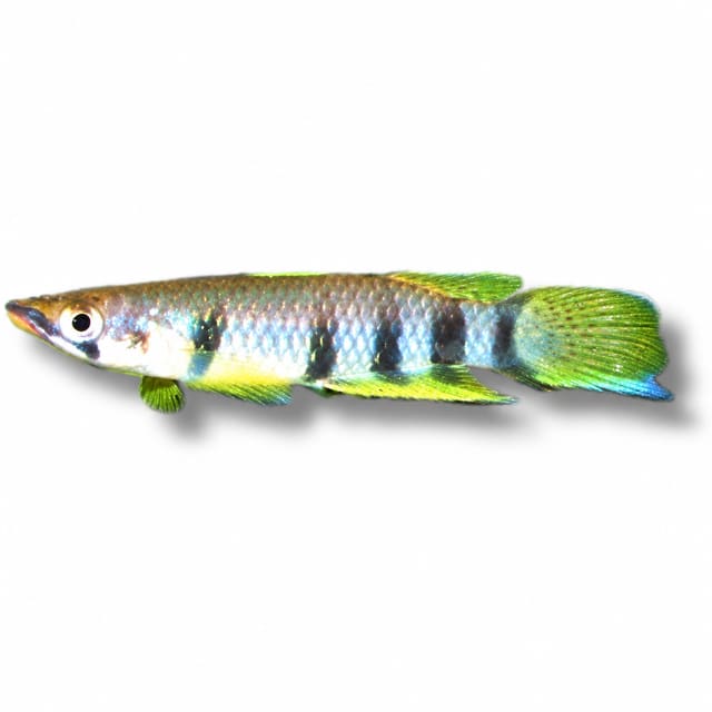 Spotted / Red-Chinned Panchax (Epiplatys dageti) – 3–5cm Sizes