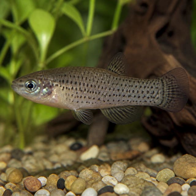 Spotted Skiffia (Skiffia multipunctata) in a planted aquarium