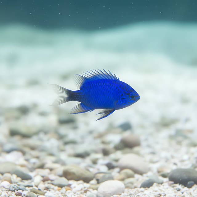 Springers Damselfish Chrysiptera springeri 3-4 cm marine fish with bright blue body