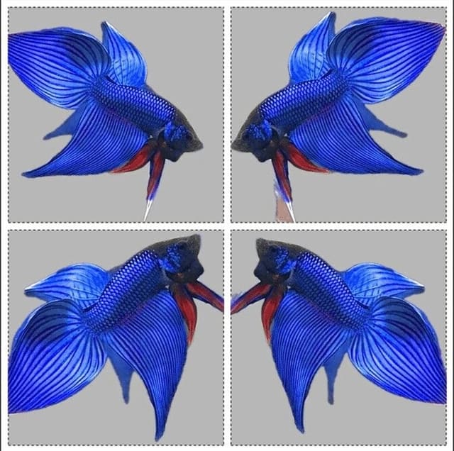 Standard Male Betta — representative image