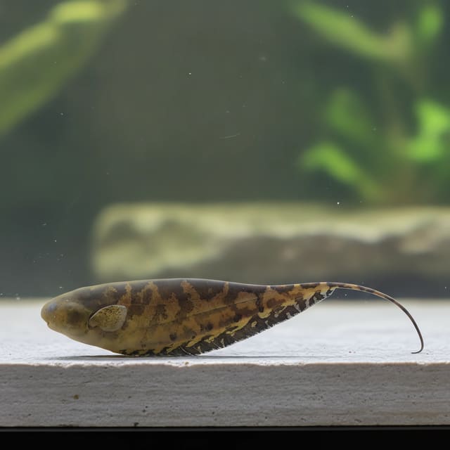 Steatogenys duidae in a planted aquarium — representative image