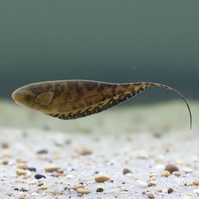 Steatogenys duidae Duida knifefish 10 to 15 cm, a slender South American nocturnal fish