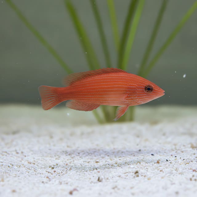 Striated wrasse — Pseudocheilinus Evanidus - Vibrant Wrasse