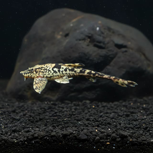 Sturisomaichtis leightoni 6 - — Fresh Water Fish