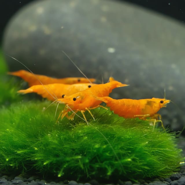 Sunkist shrimp (Caridina sp. propihqua) natural aquarium image