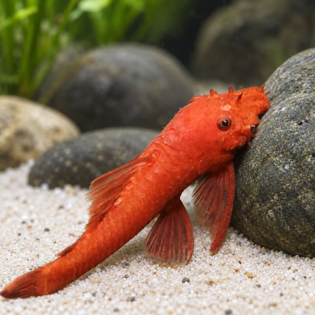 Super Red Bristlenose Pleco (Ancistrus sp.), a bright orange-red bristlenose resting against a smooth stone on pale sand