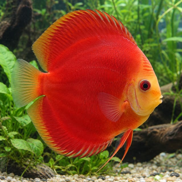 Symphysodon Super Red Marlboro