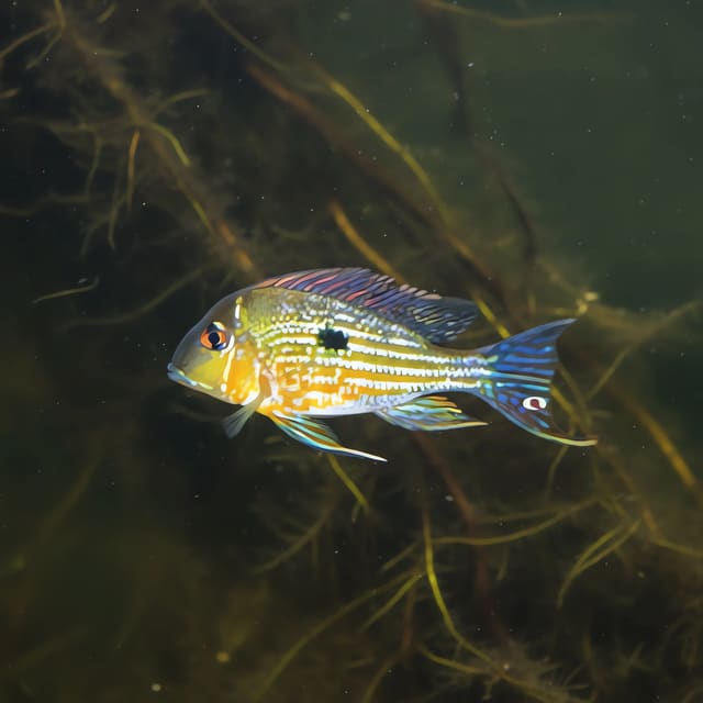 Surinam Geophagus Geophagus surinamensis source fish photo