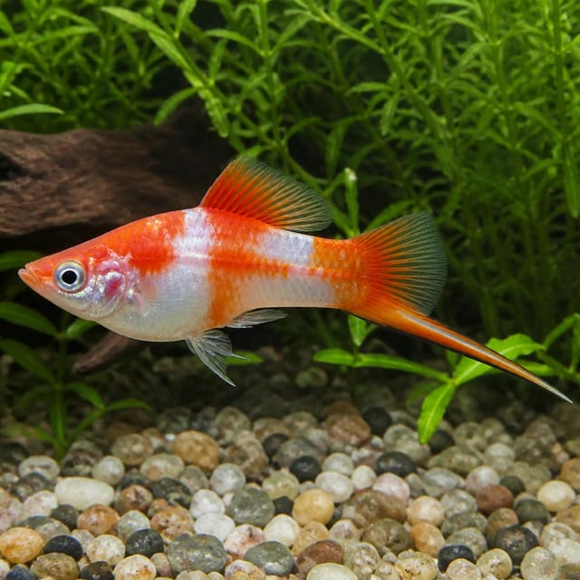 Koi Kohaku Swordtail Xiphophorus hellerii in a planted hard-water community aquarium