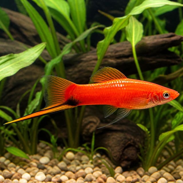 Vienna Broccoli Swordtail – rare green and orange swordtail variety
