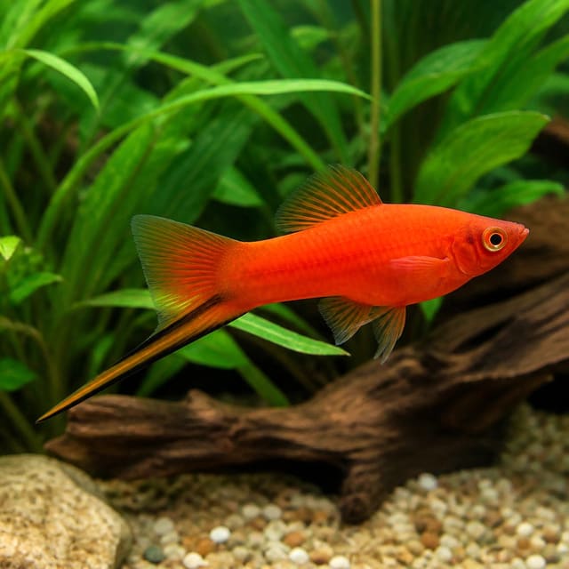 Swordtail Papagaj — Vibrant Xiphophorus Helleri Papagaj Fish